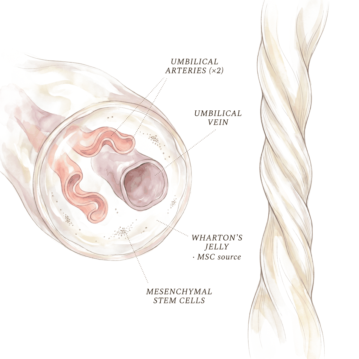 Cross-section illustration of umbilical cord showing Wharton's jelly, vein, arteries, and mesenchymal stem cells